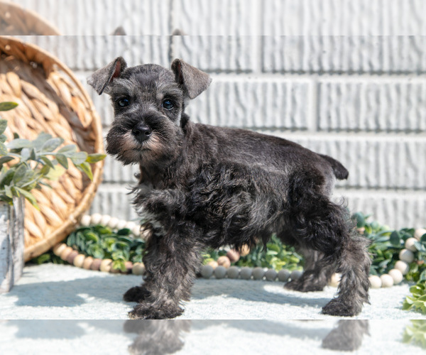 Medium Photo #4 Schnauzer (Miniature) Puppy For Sale in BALTIC, OH, USA