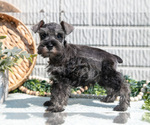 Small #3 Schnauzer (Miniature)