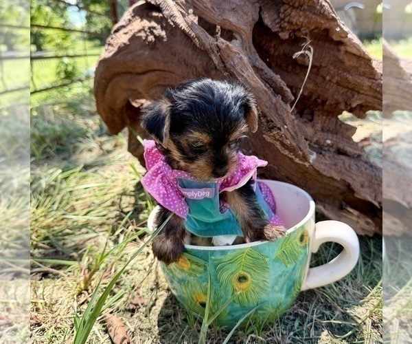 Medium Photo #13 Yorkshire Terrier Puppy For Sale in CASSVILLE, MO, USA