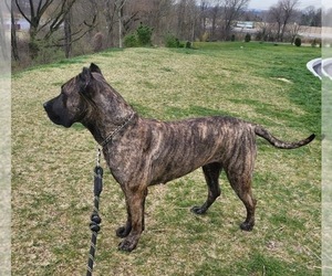 Mother of the Presa Canario puppies born on 06/08/2023