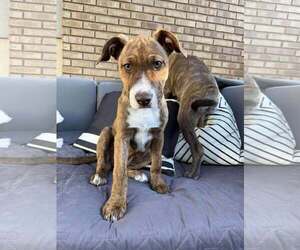 American Staffordshire Terrier-Unknown Mix Dogs for adoption in MIDWAY, UT, USA