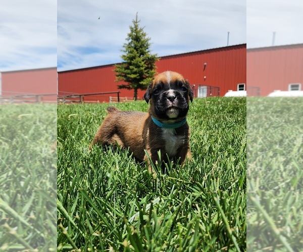 Medium Photo #1 Boxer Puppy For Sale in AFTON, WY, USA