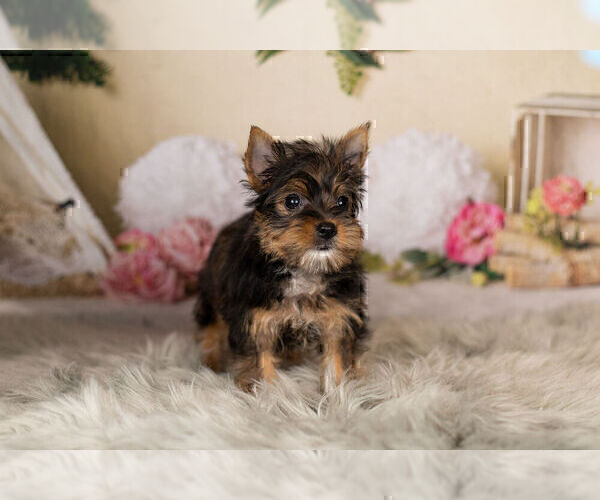 Medium Photo #7 Yorkshire Terrier Puppy For Sale in WARSAW, IN, USA