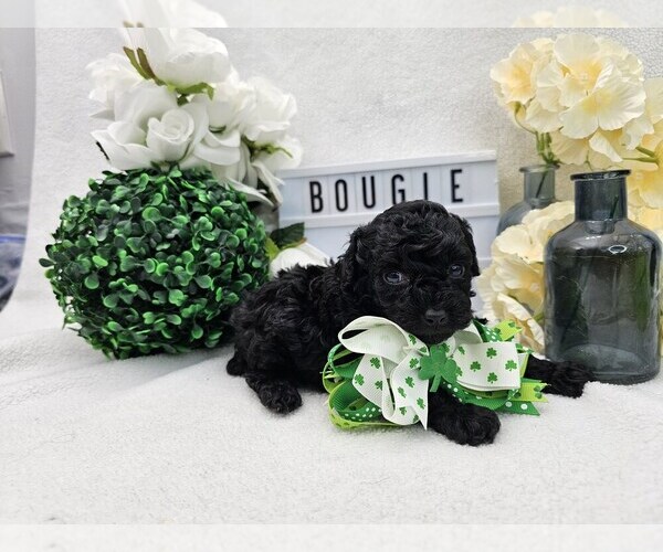 Medium Photo #4 Poodle (Toy) Puppy For Sale in COLLEGE STA, TX, USA