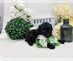Small Photo #4 Poodle (Toy) Puppy For Sale in COLLEGE STA, TX, USA
