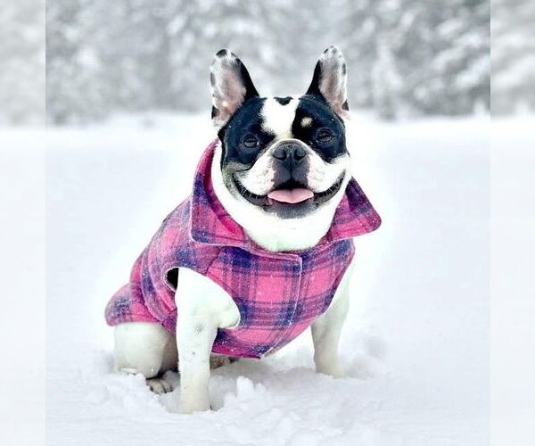 Medium Photo #1 French Bulldog Puppy For Sale in Cranford, NJ, USA