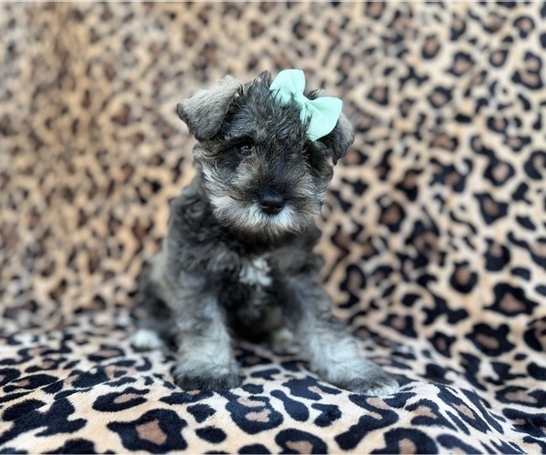 Medium Photo #7 Schnauzer (Miniature) Puppy For Sale in LAKELAND, FL, USA