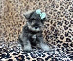 Small #6 Schnauzer (Miniature)