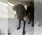 Small American Pit Bull Terrier