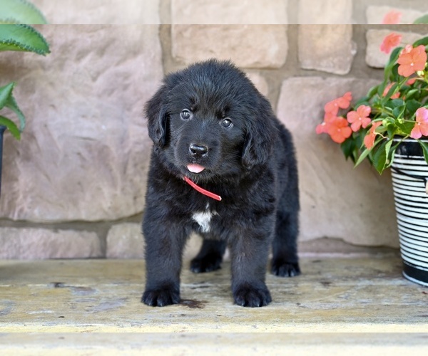 Medium Photo #5 Newfoundland Puppy For Sale in MILLERSBURG, OH, USA