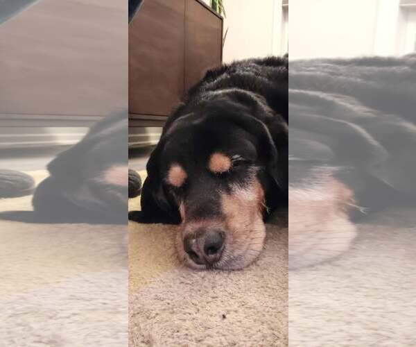 Medium Photo #4 Bloodweiler Puppy For Sale in Princeton, MN, USA