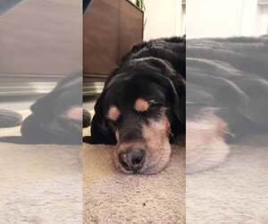 Winny - Female Bloodweiler Dog for Adoption - Photo #4