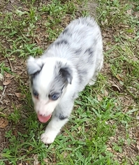 Australian Shepherd Puppy for sale in OCALA, FL, USA