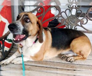 Basset Hound-Unknown Mix Dogs for adoption in Deepwater, NJ, USA