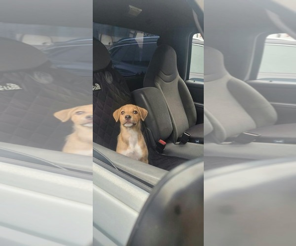 Medium Photo #7 Beagle-Unknown Mix Puppy For Sale in Escondido, CA, USA