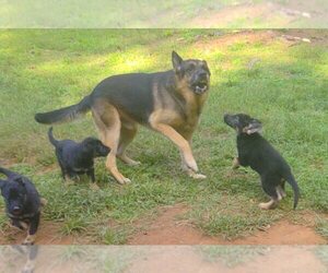 Father of the German Shepherd Dog puppies born on 10/26/2022
