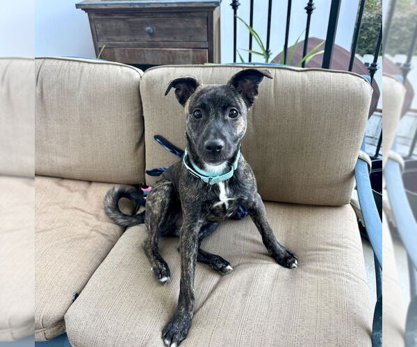 Medium Photo #5 Mutt Puppy For Sale in San Juan Capistrano, CA, USA