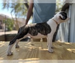 Small #1 American Bulldog