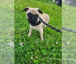 Puppy St James Pug