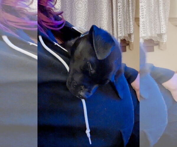 Medium Photo #6 Labrador Retriever-Unknown Mix Puppy For Sale in St. Louis Park, MN, USA