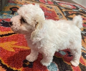 Maltipoo Puppy for sale in JASPER, GA, USA