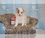 Small Photo #9 Pomeranian Puppy For Sale in SANGER, TX, USA