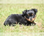 Small #7 Miniature American Shepherd