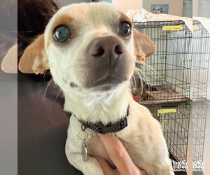 Chihuahua-Unknown Mix Dogs for adoption in Washington, DC, USA