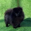 Small Photo #1 Pomeranian Puppy For Sale in MURRIETA, CA, USA