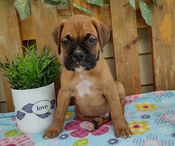 Medium Photo #4 Boxer Puppy For Sale in PORT ROYAL, PA, USA