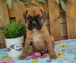 Small #3 Boxer