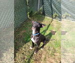 Small #9 American Pit Bull Terrier Mix