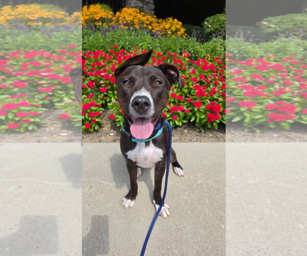 Medium Photo #5 Mutt Puppy For Sale in Rockaway, NJ, USA