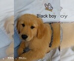 Puppy Black collar Golden Retriever