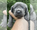 Small Photo #8 Labrador Retriever Puppy For Sale in FELTON, PA, USA
