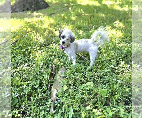 Medium Photo #6 Maltipoo Puppy For Sale in Plantation, FL, USA