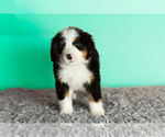 Small Photo #3 Bernese Mountain Dog Puppy For Sale in WOLCOTTVILLE, IN, USA