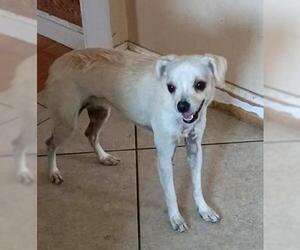 Aunt May Pawrker - Female Chihuahua-Unknown Mix Dog for Adoption - Photo #3