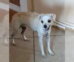 Small #2 Chihuahua Mix