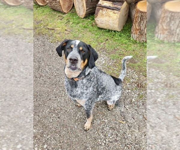 Medium Photo #2 Bluetick Coonhound-Unknown Mix Puppy For Sale in Williamsburg, IA, USA