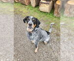Small #1 Bluetick Coonhound Mix