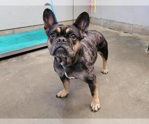 French Bulldog Dogs for adoption in Camarillo, CA, USA