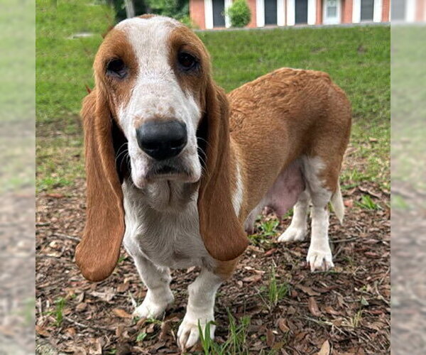 Medium Photo #1 Basset Hound Puppy For Sale in Deepwater, NJ, USA