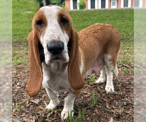 Basset Hound Dogs for adoption in Deepwater, NJ, USA
