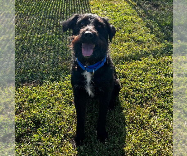 Medium Photo #2 Mutt Puppy For Sale in South Bend, IN, USA