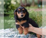 Small #1 Dachshund