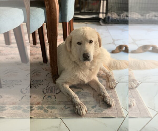 Medium Photo #4 Great Pyrenees Puppy For Sale in Spring, TX, USA