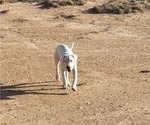 Small #12 Dogo Argentino