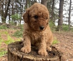 Small Photo #15 Poodle (Miniature) Puppy For Sale in RUDD, IA, USA