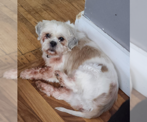 Shih Tzu Dogs for adoption in Brooklyn Center, MN, USA